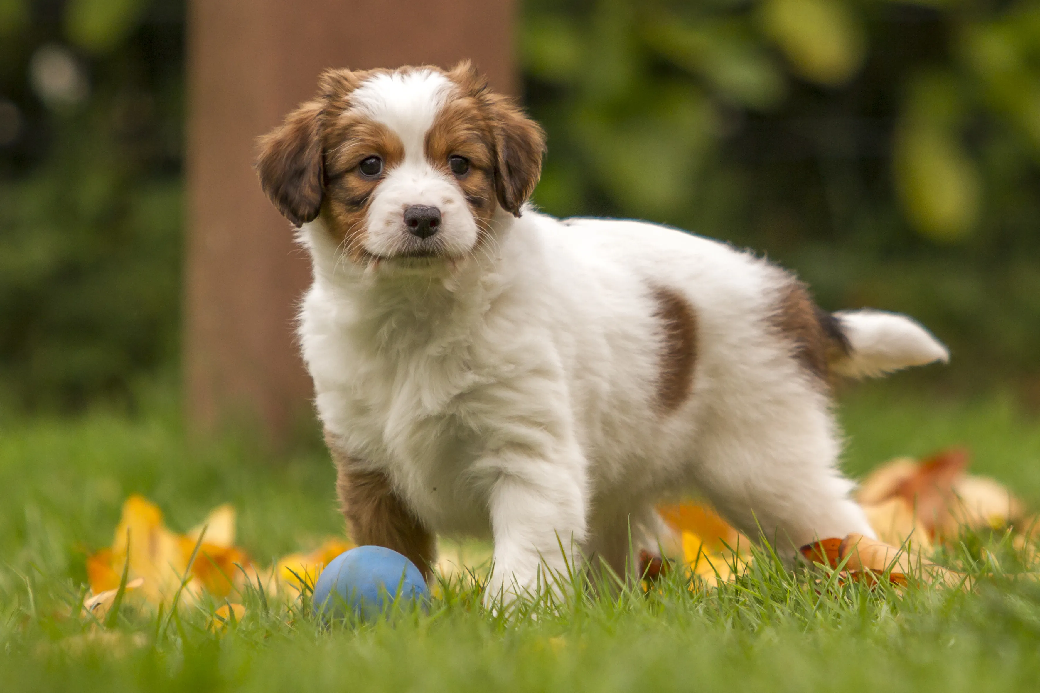 Kooikerhondje k&ouml;ly&ouml;k megb&iacute;zhat&oacute; teny&eacute;sztőtől az &ouml;r&ouml;kletes betegs&eacute;gek kock&aacute;zat&aacute;nak cs&ouml;kkent&eacute;s&eacute;&eacute;rt
