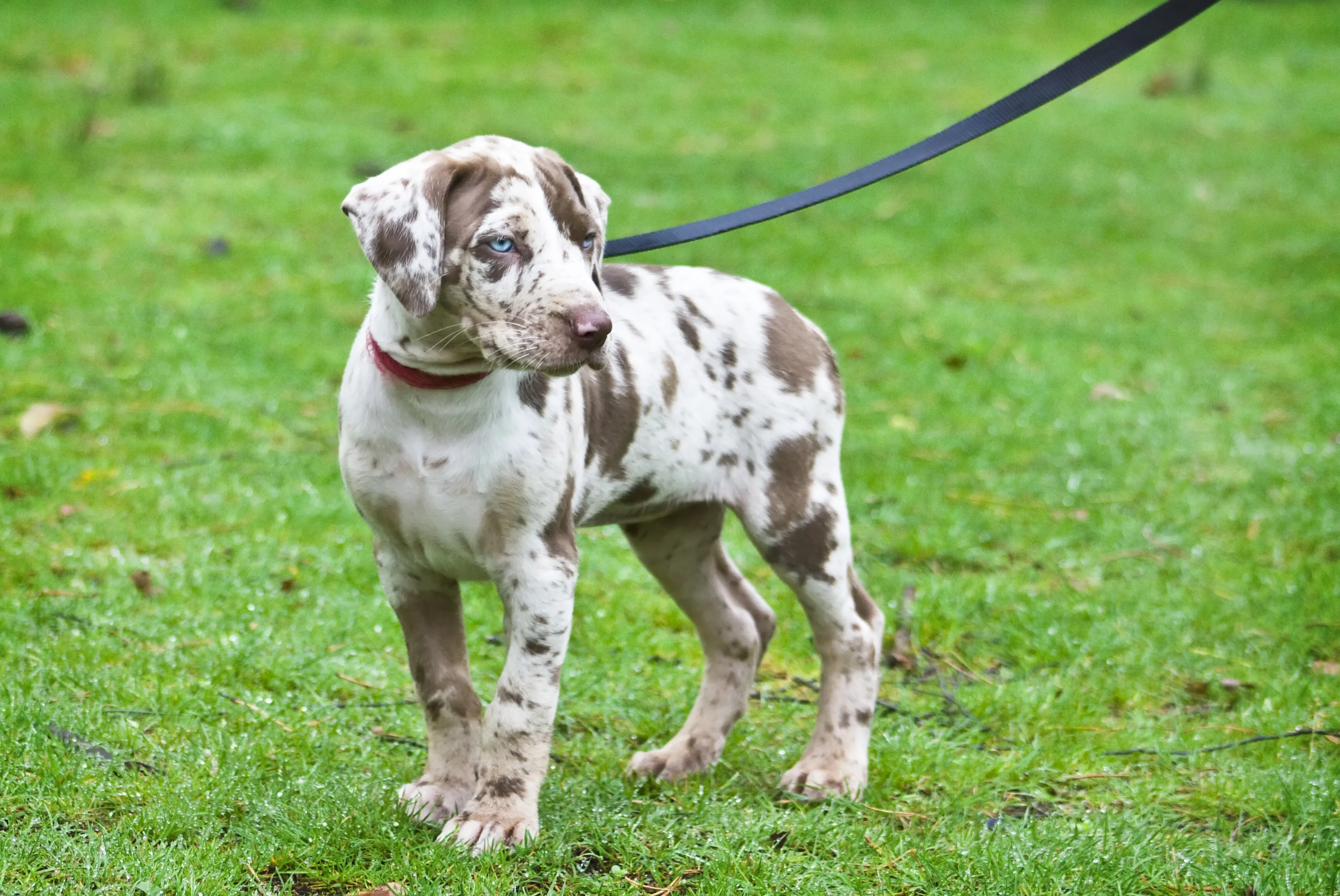 Louisiana catahoula leop&aacute;rdkutya k&ouml;ly&ouml;k j&aacute;t&eacute;k k&ouml;zben