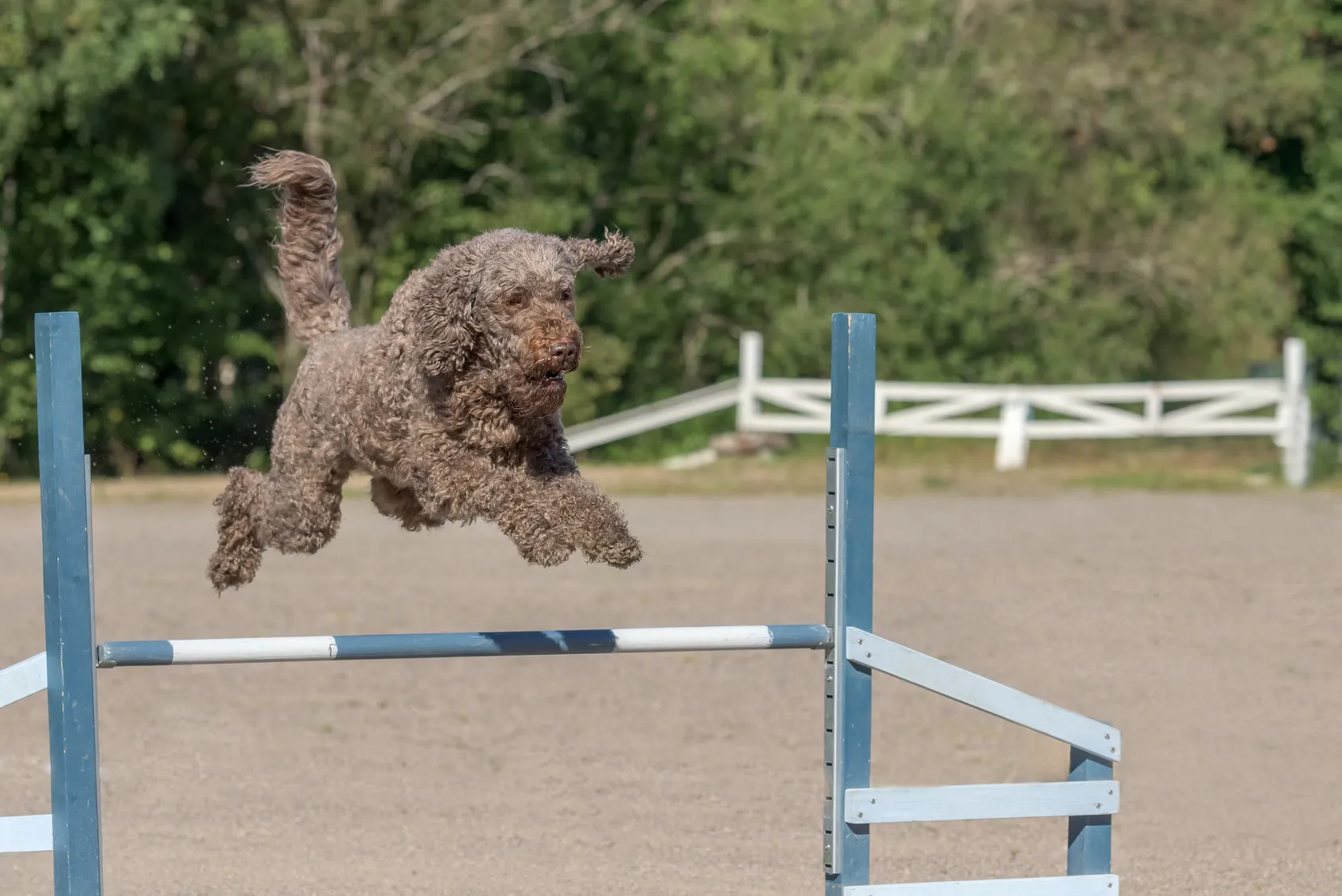 Barbet kutya fut&aacute;s k&ouml;zben agility p&aacute;ly&aacute;n akad&aacute;lyt ugorva.