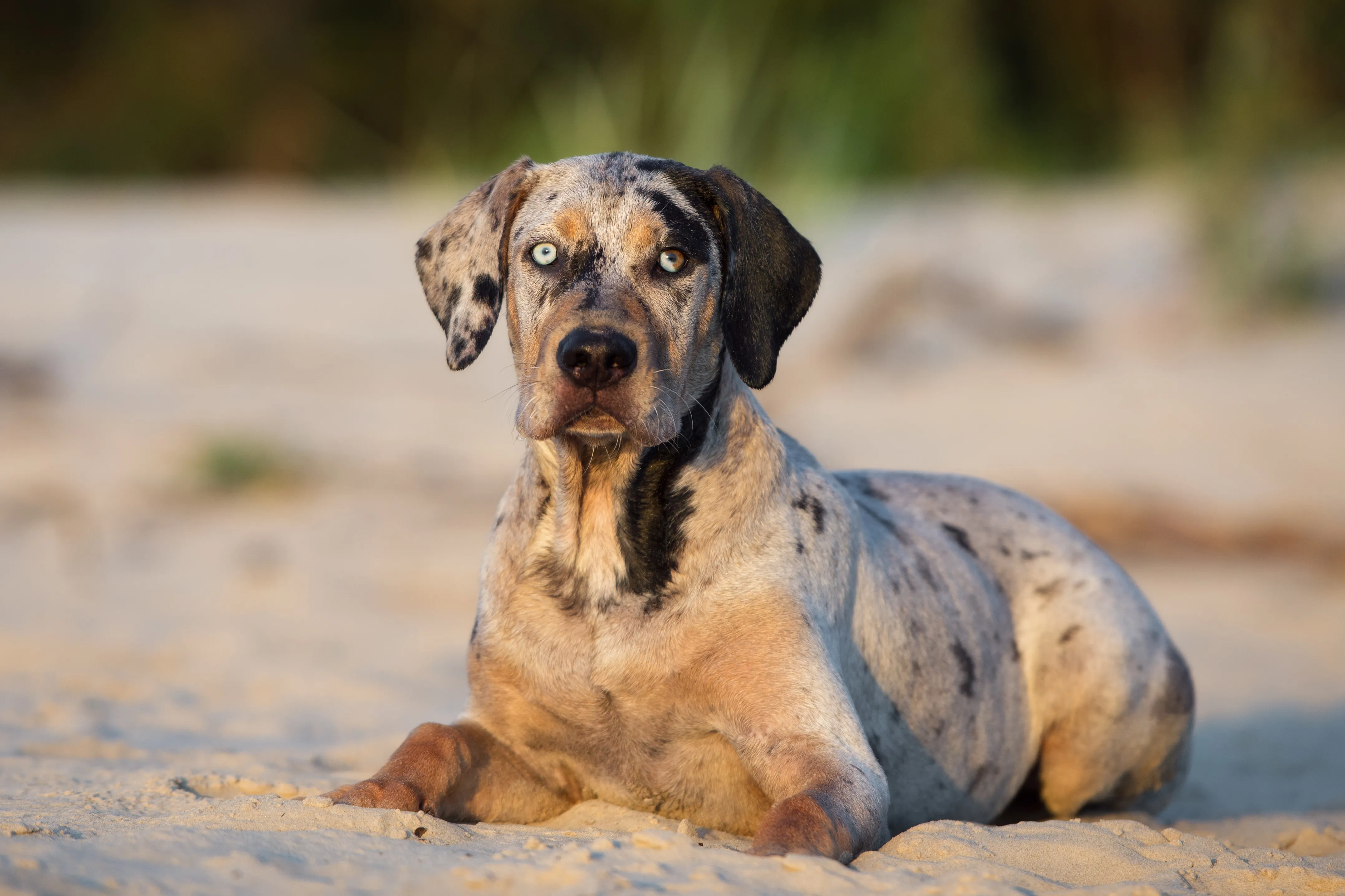 Catahoula leop&aacute;rdkutya munk&aacute;ban
