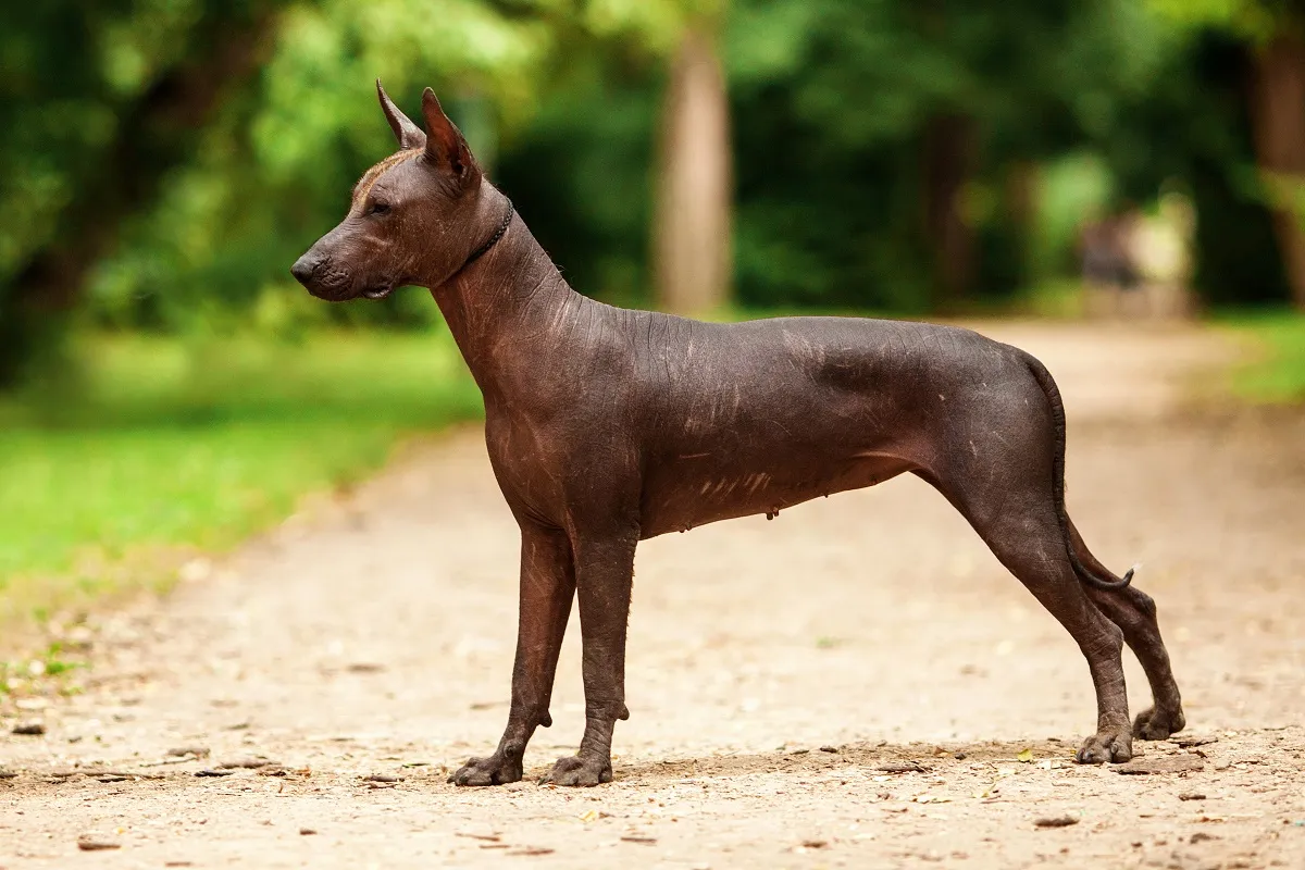 Xoloitzcuintli kutya nyugodtan pihen gazd&aacute;ja mellett a kertben