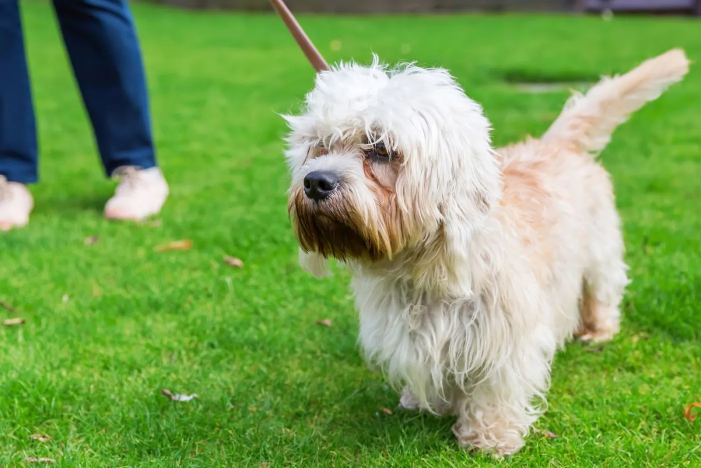 Dandie Dinmont terrier jellegzetes k&oacute;cos fejszőrzettel &aacute;ll a f&uuml;v&ouml;n