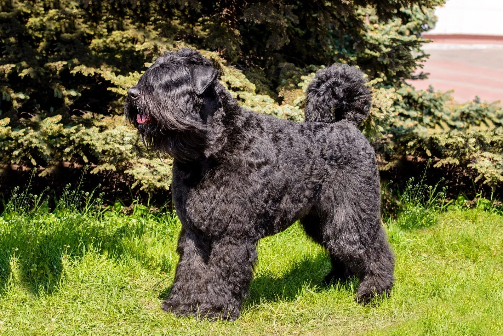 Bouvier des Flandres kutya jellegzetes szak&aacute;llal &eacute;s d&uacute;s szőrzettel