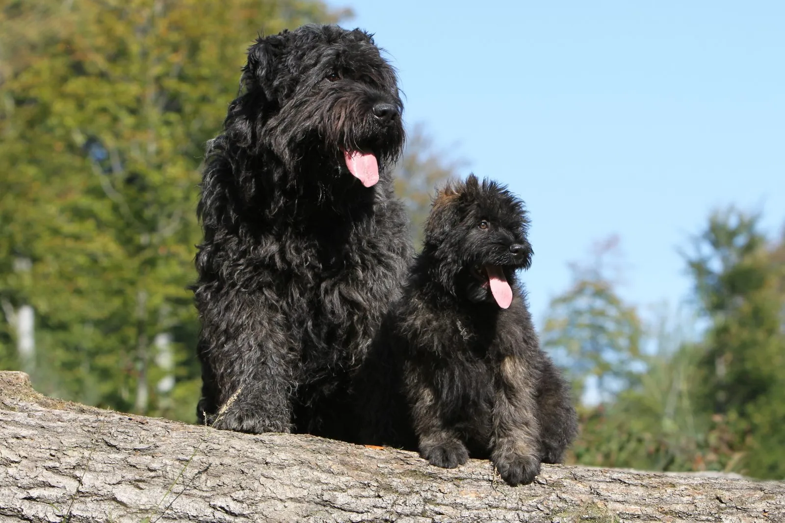 Bouvier des Flandres k&ouml;ly&ouml;kkutya gazd&aacute;j&aacute;val kik&eacute;pz&eacute;s k&ouml;zben