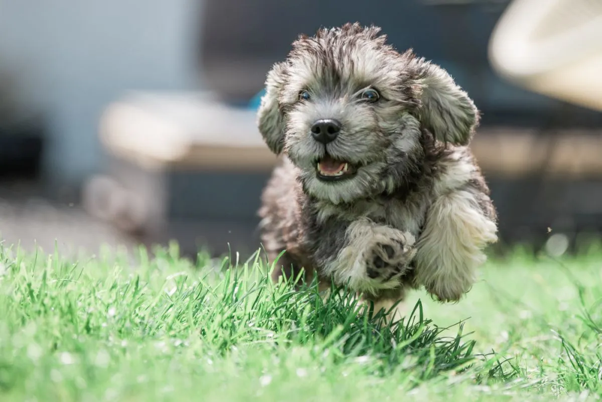 Dandie Dinmont terrier k&ouml;ly&ouml;kkutya k&iacute;v&aacute;ncsian &uuml;l a f&uuml;v&ouml;n