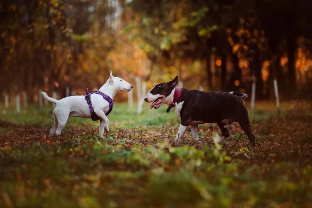 Miniatűr bullterrier kompakt testfel&eacute;p&iacute;t&eacute;ssel.
