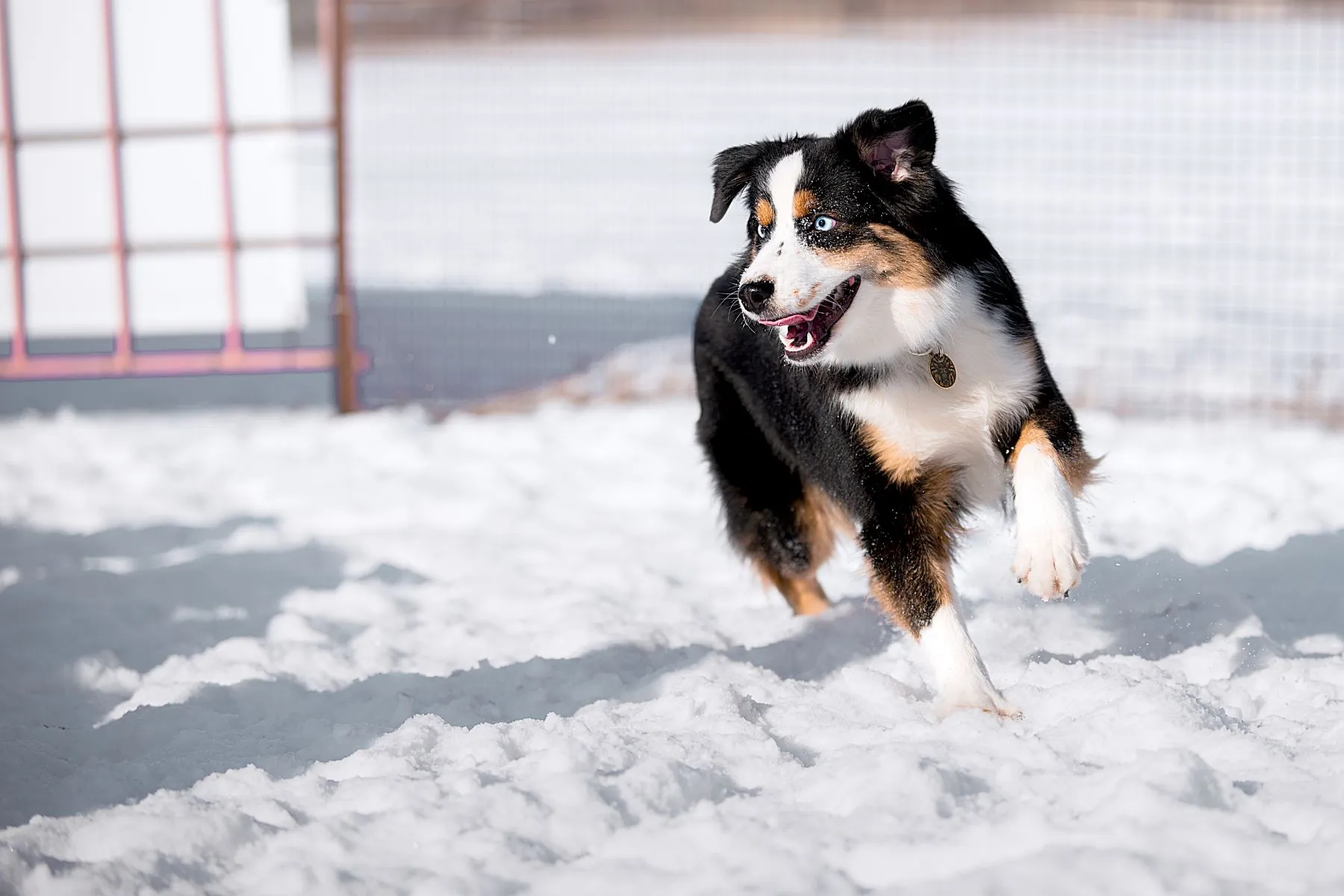 Miniature American Shepherd a szabadban minden időj&aacute;r&aacute;sban.