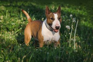 Miniatűr bullterrier