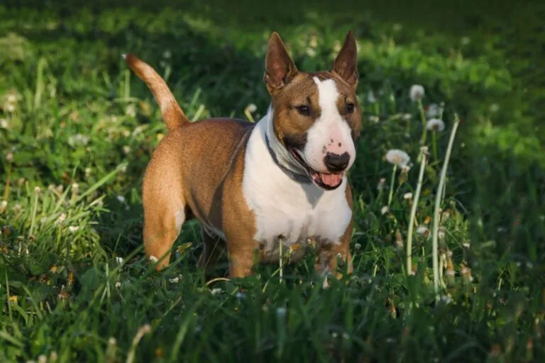 miniatűr bullterriert