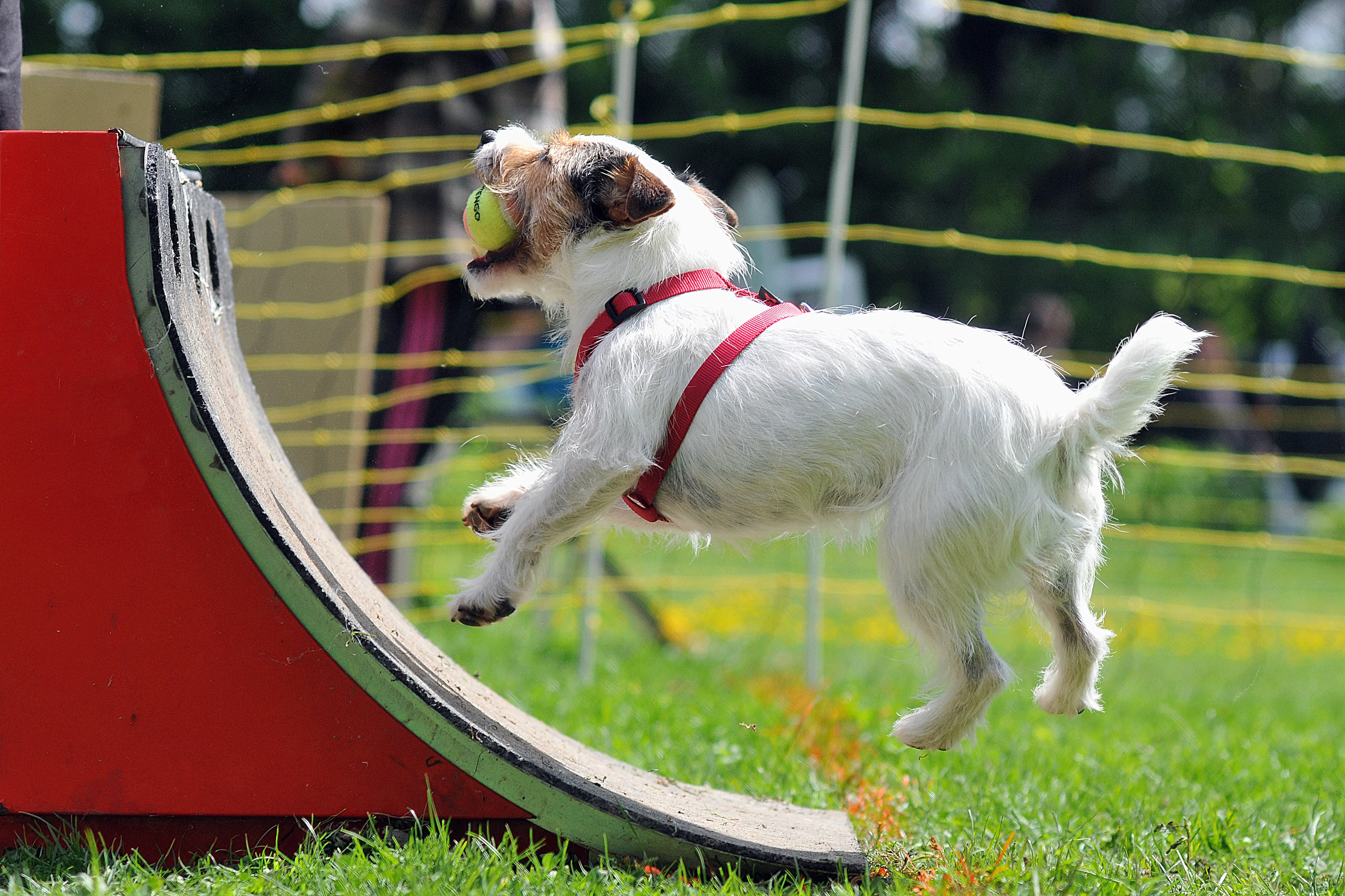 Flyball-doboz ferde kialak&iacute;t&aacute;ssal kuty&aacute;s sport k&ouml;zben