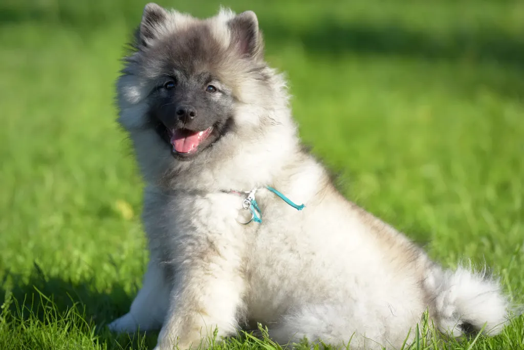 Wolfsspitz k&ouml;ly&ouml;kkutya