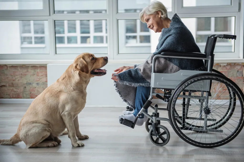 Golden retriever ter&aacute;pi&aacute;s kutya a nagymam&aacute;val