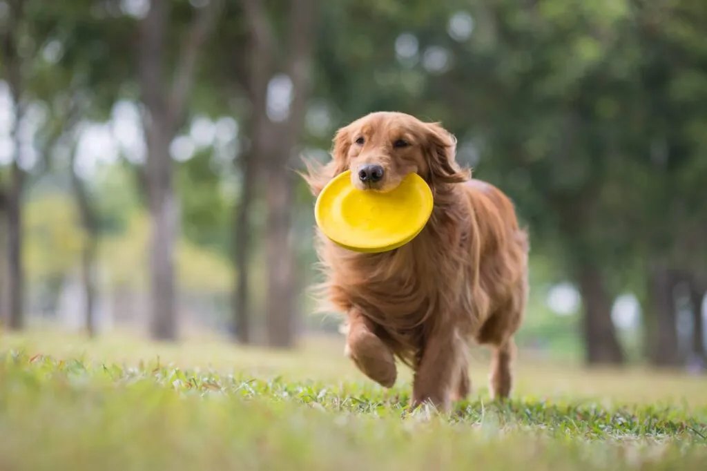 Egy golden retriever, akinek a sz&aacute;j&aacute;ban egy frizbi van
