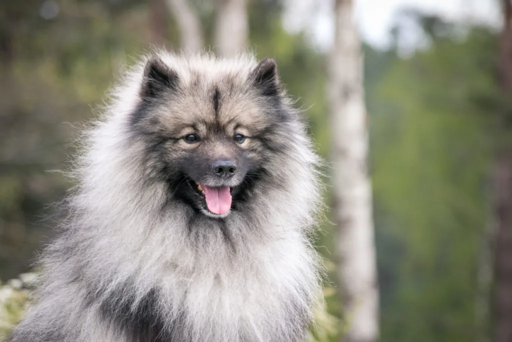 Egy vid&aacute;m wolfsspitz