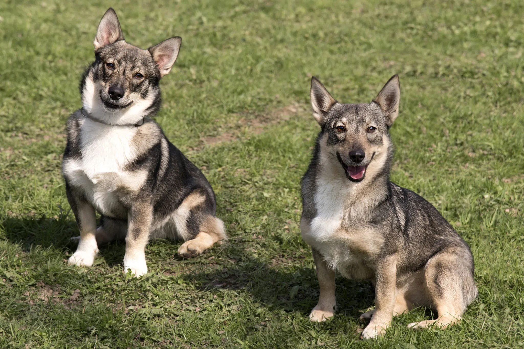 k&eacute;t sv&eacute;d vallhund a fűben